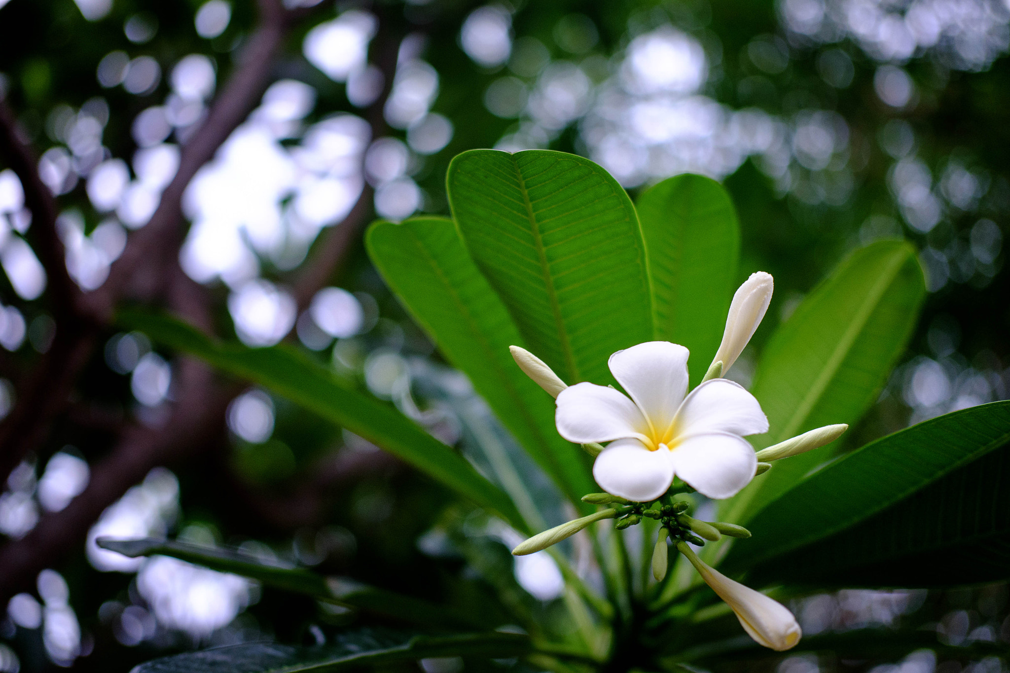 Fujifilm X-A1 + Fujifilm XF 35mm F2 R WR sample photo. Frangipani flowers photography