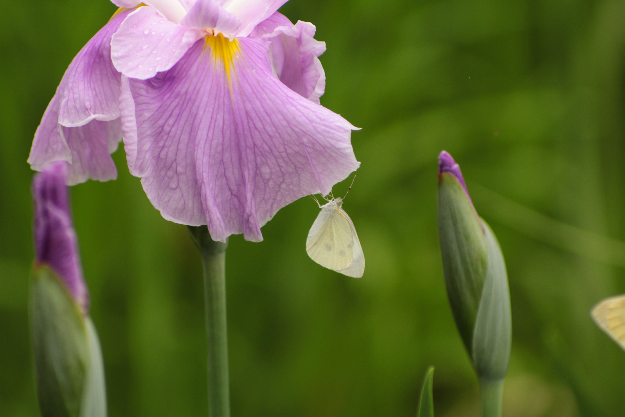 Canon EOS 100D (EOS Rebel SL1 / EOS Kiss X7) sample photo. Iris and butterfly photography