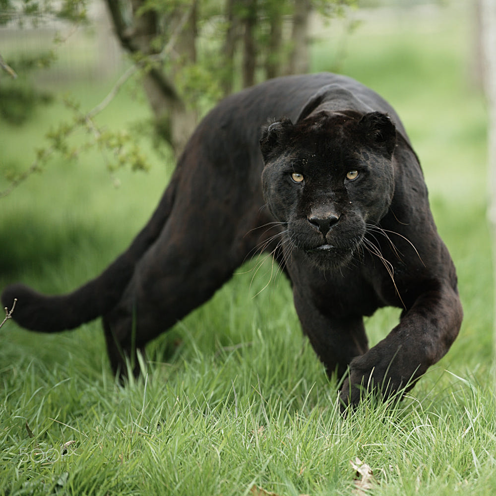 Black Jaguar by Colin Langford / 500px