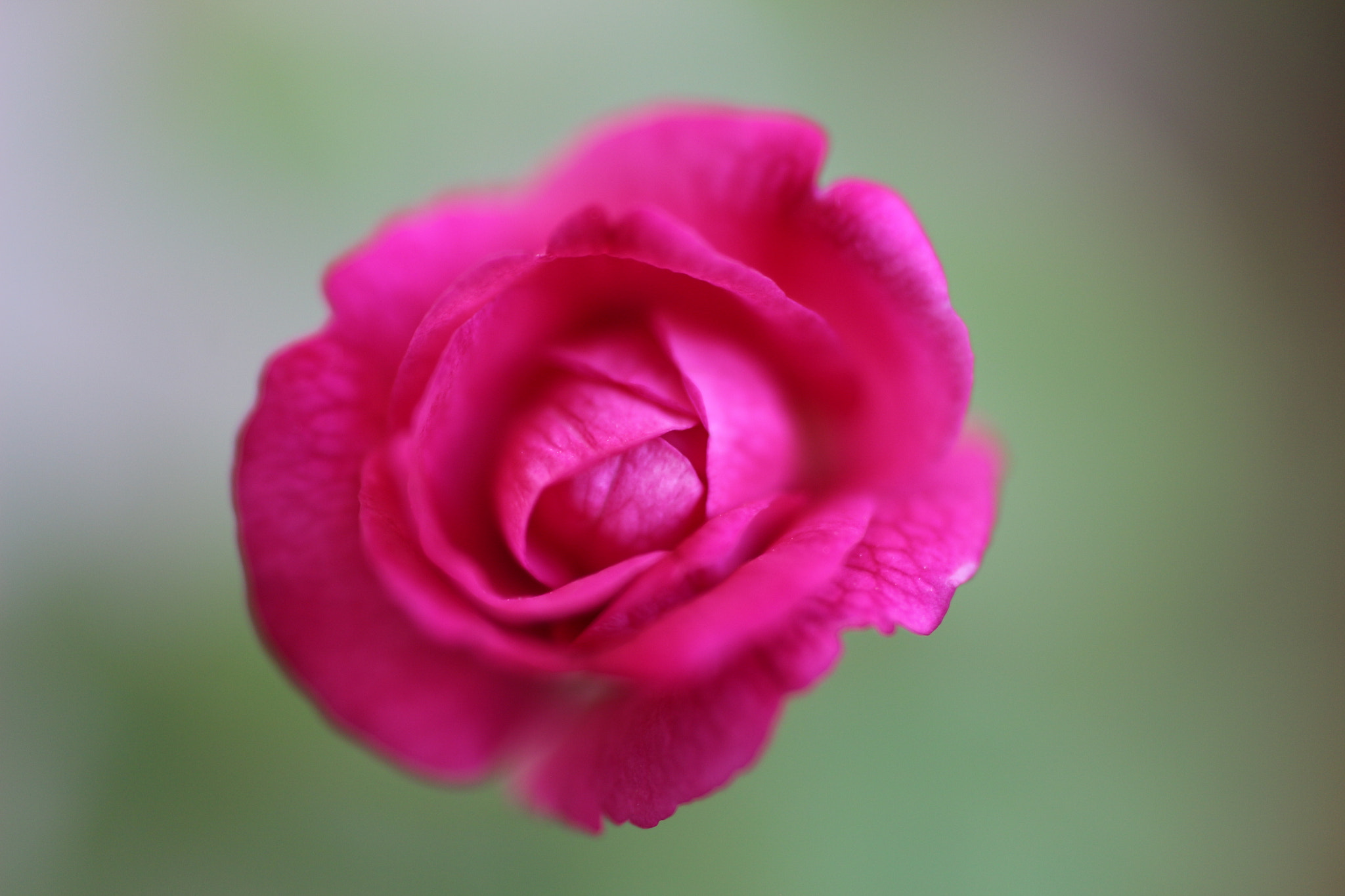Canon EOS 650D (EOS Rebel T4i / EOS Kiss X6i) + Canon EF 50mm F1.8 II sample photo. Roses photography