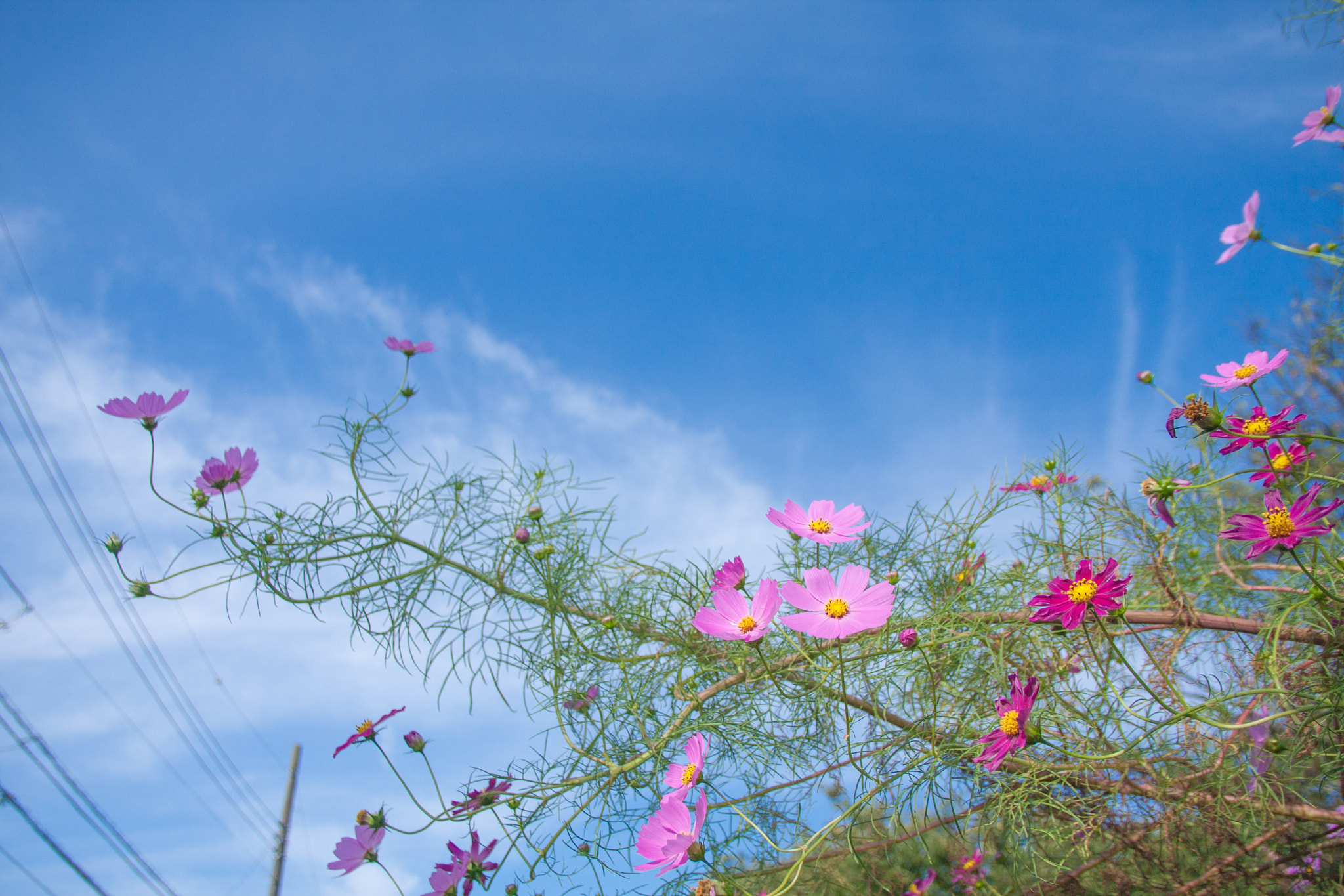 Sigma 18-125mm F3.8-5.6 DC OS HSM sample photo. Cosmos smile blue sky photography