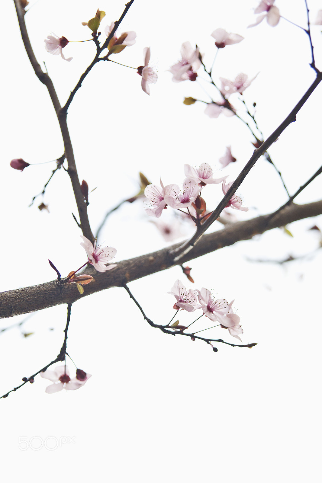 Sigma 24-70mm F2.8 EX DG HSM sample photo. Delicate photography