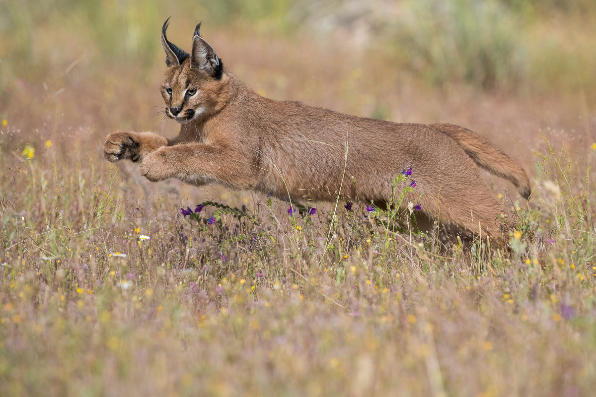Canon EF 100-400mm F4.5-5.6L IS II USM sample photo. Karakal photography