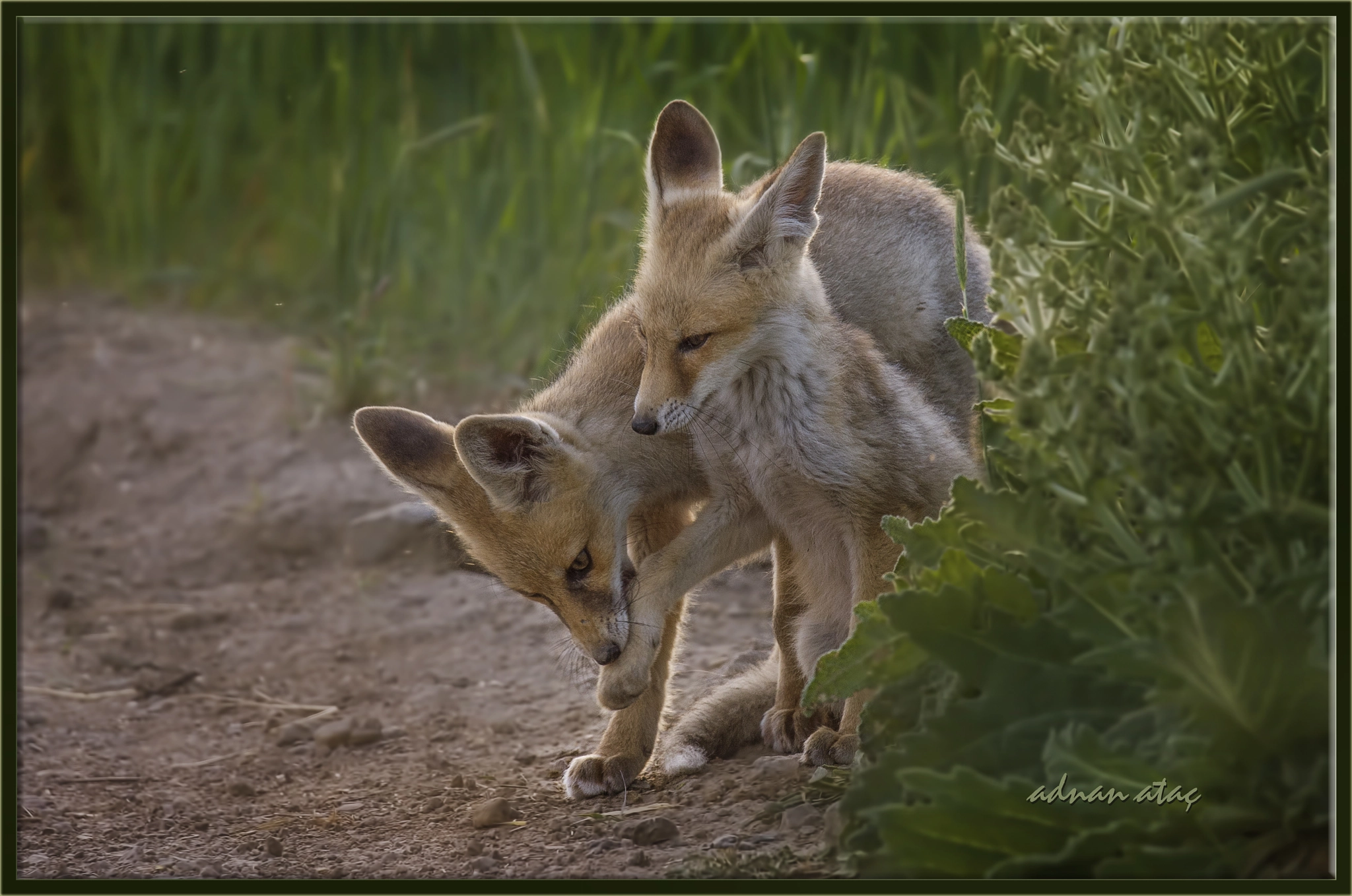 Sigma 150-600mm F5-6.3 DG OS HSM | S sample photo. Tilki yavruları - fox cubs - young of fox photography