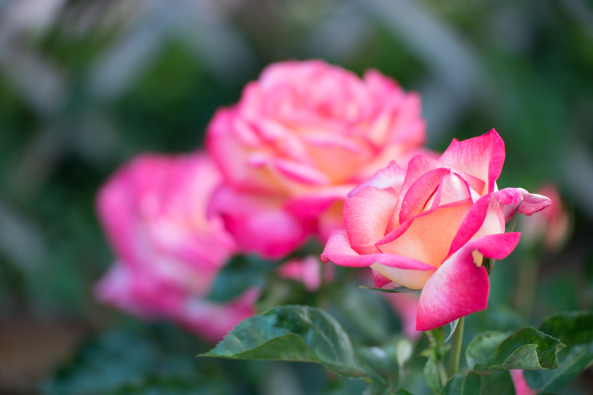 Samsung NX1 + NX 50-150mm F2.8 S sample photo. So beautiful photography