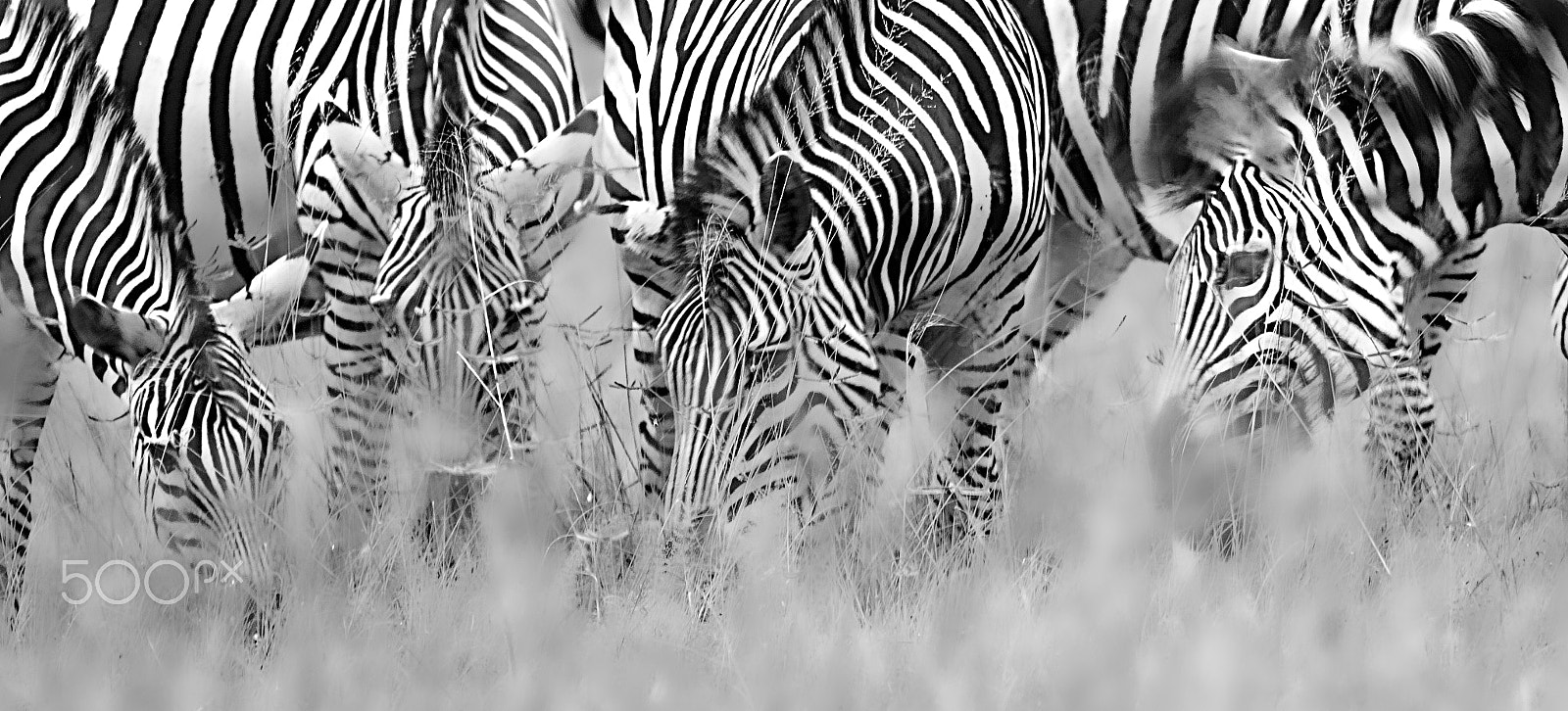 Canon EOS 5D + Canon EF 300mm F2.8L IS USM sample photo. Zebra grazing photography