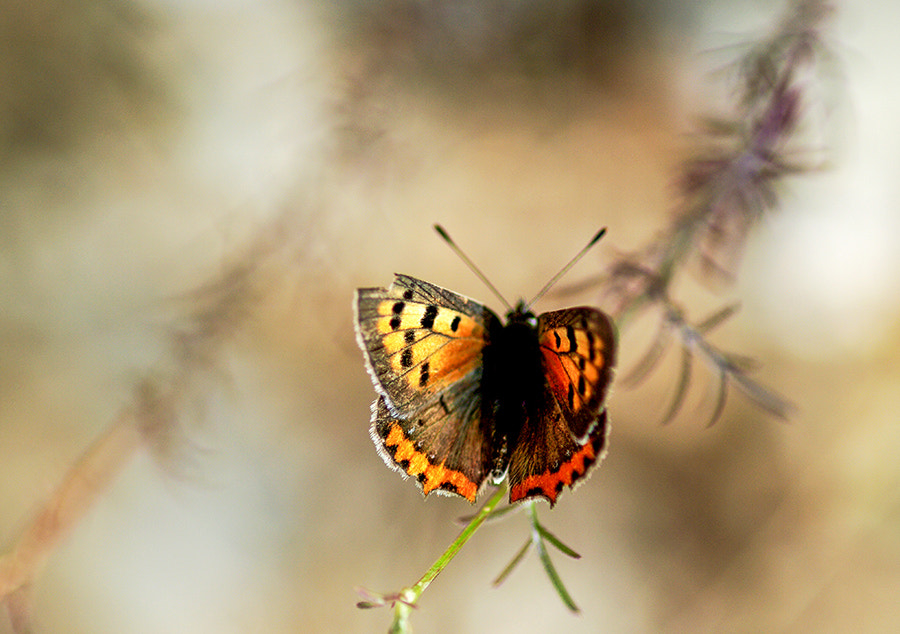 Pentax K20D + smc PENTAX-FA Macro 100mm F2.8 sample photo. Buterfly photography