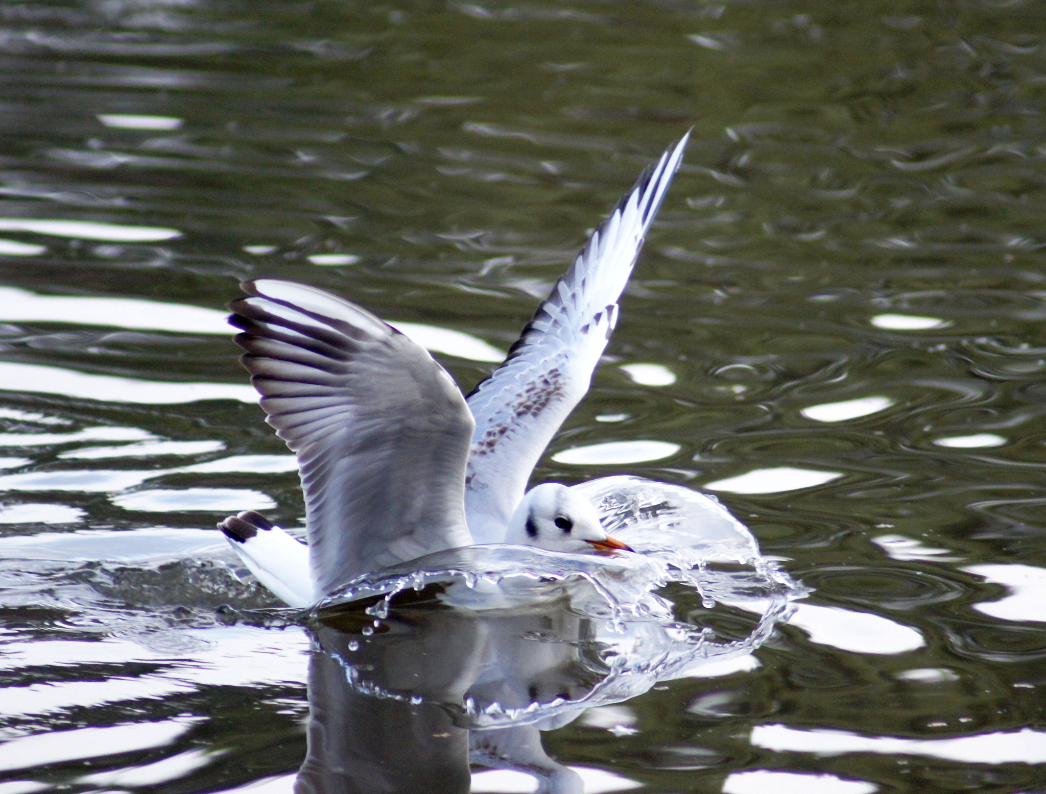 Sony Alpha DSLR-A500 sample photo. Good job water's soft ! photography
