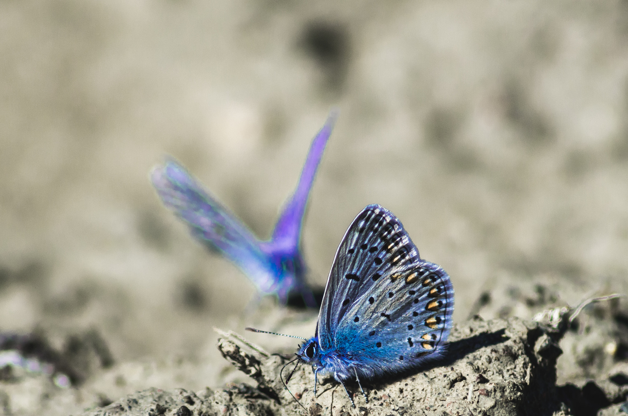 Tamron AF 70-300mm F4-5.6 Di LD Macro sample photo