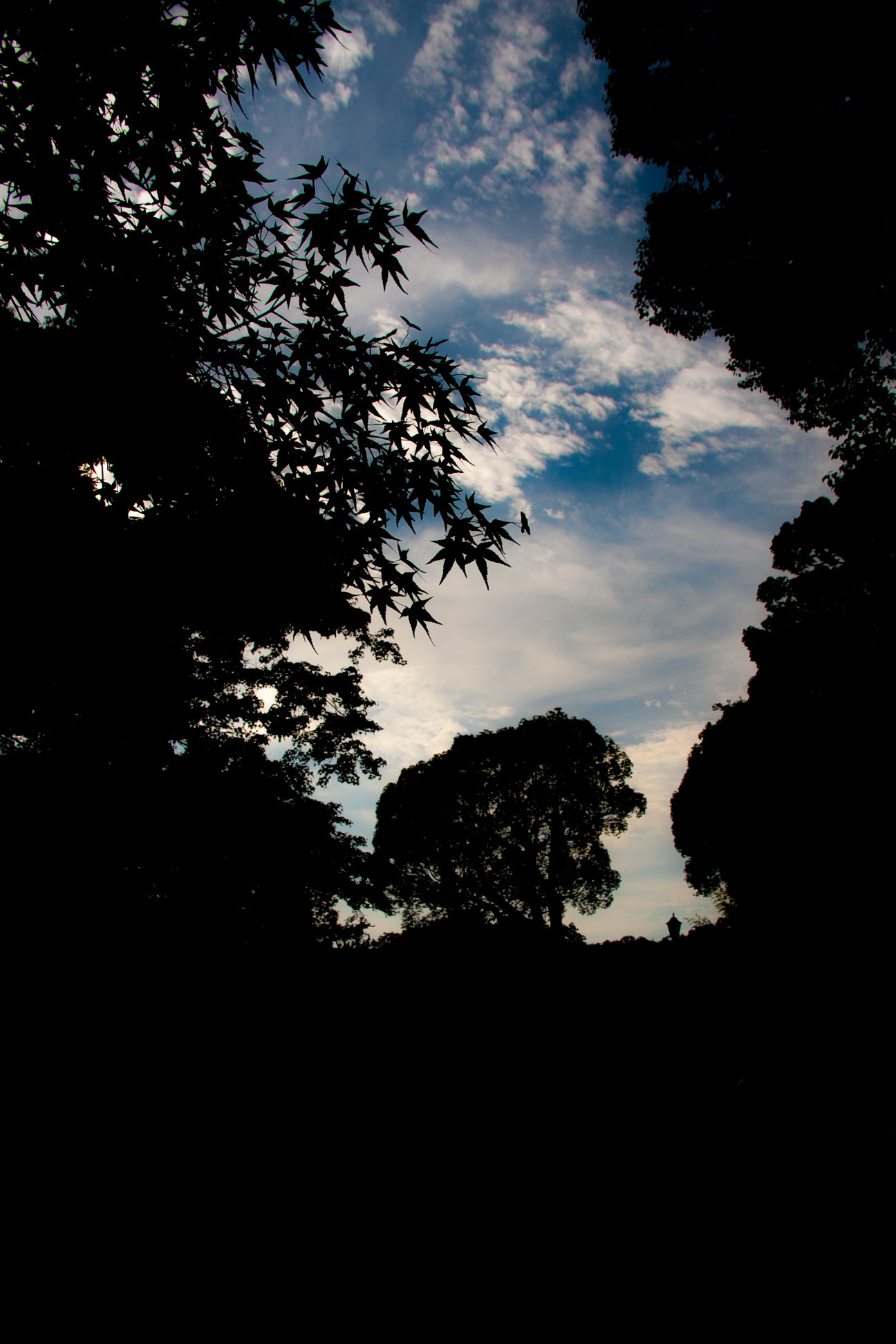 Sigma 18-125mm F3.8-5.6 DC OS HSM sample photo. Shadow maple photography