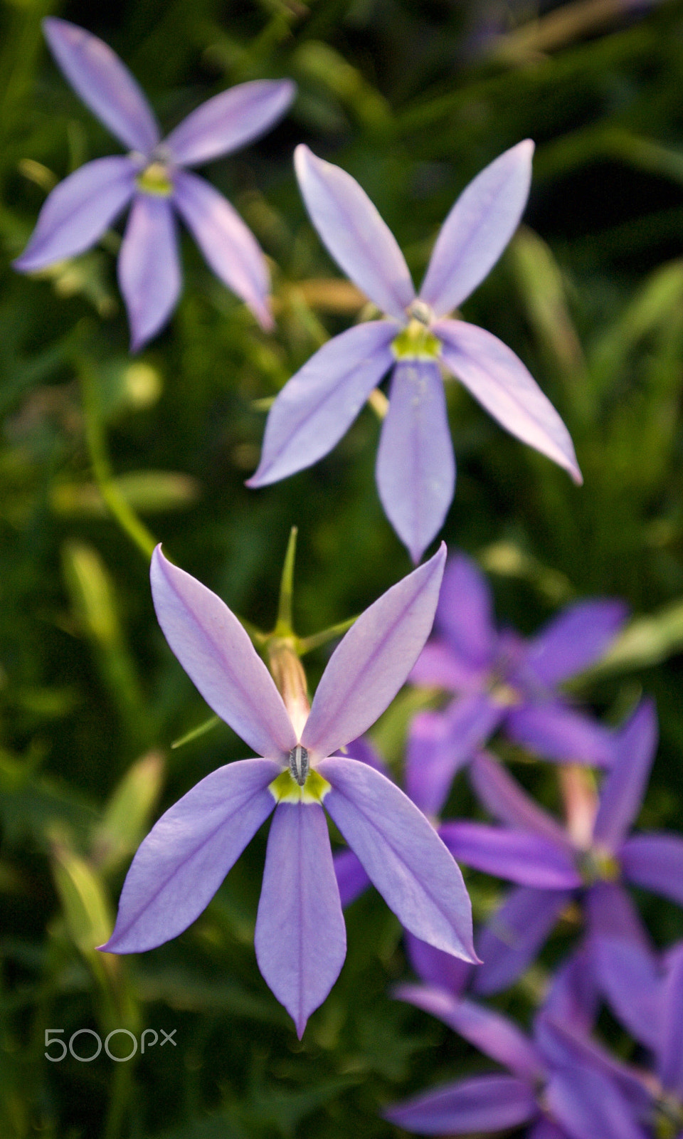 Nikon 1 J2 sample photo. Spring suprise photography