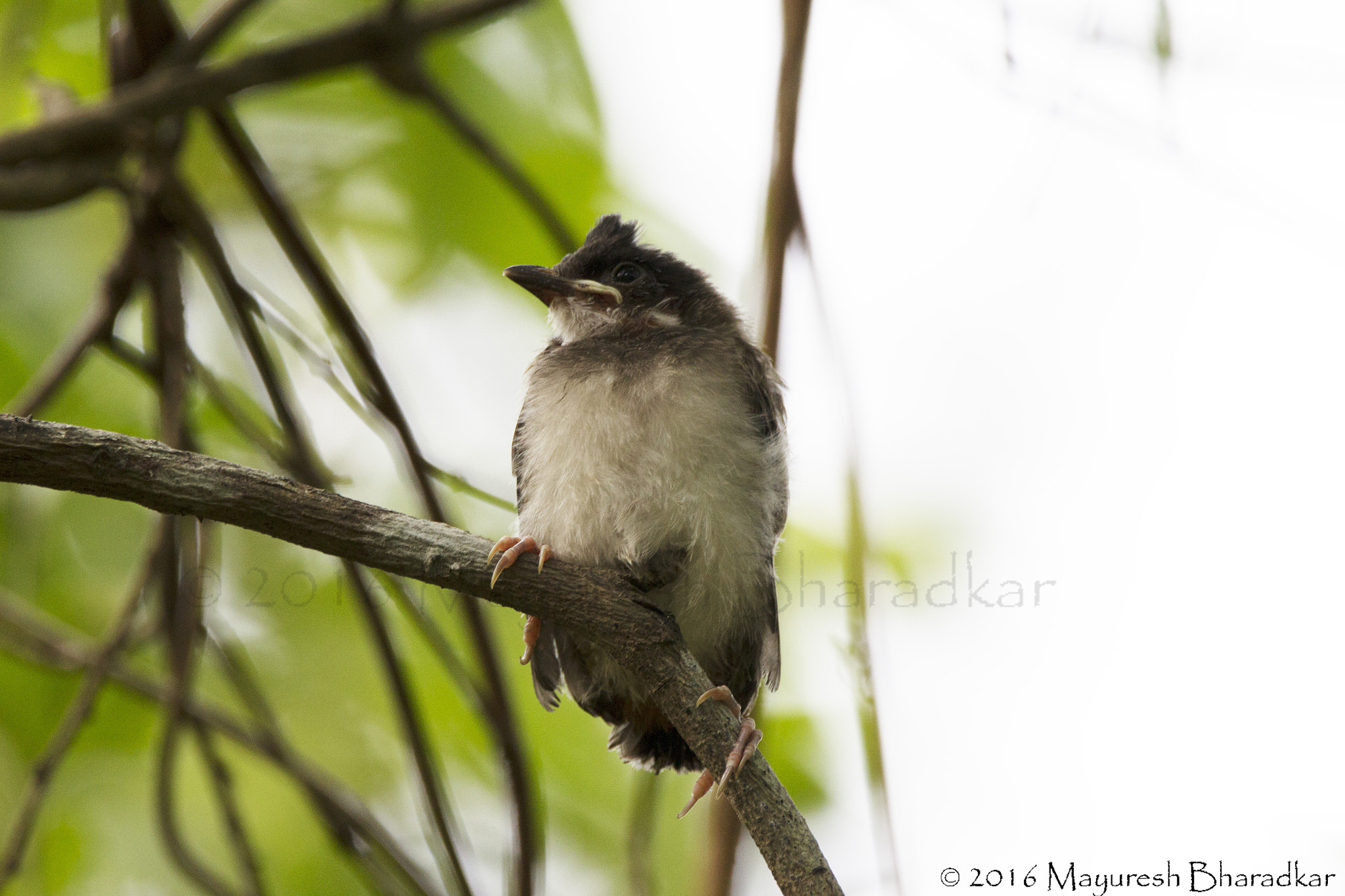 150-600mm F5-6.3 DG OS HSM | Contemporary 015 sample photo. Red whiskered bulbul juvenile photography