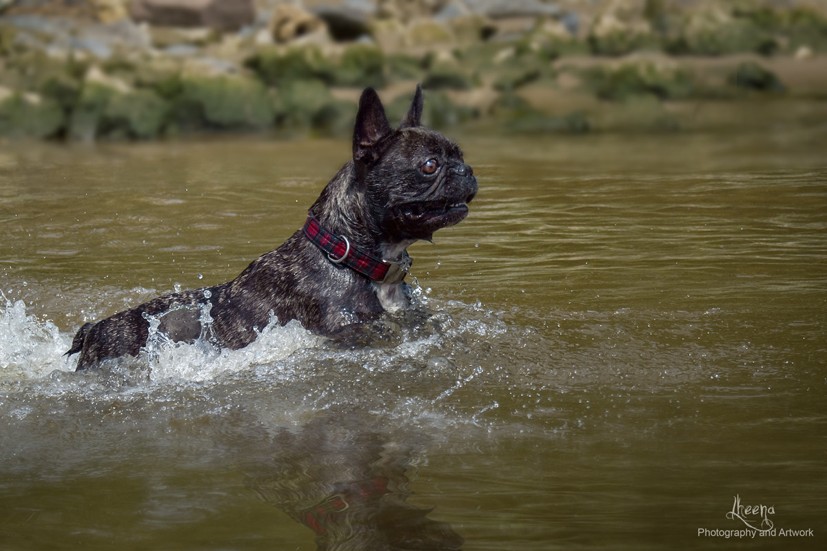 OLYMPUS 18mm-180mm Lens sample photo. Splish splash... photography