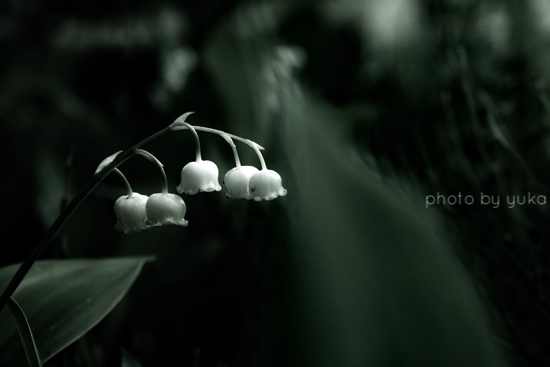 Canon EOS 750D (EOS Rebel T6i / EOS Kiss X8i) + Canon EF-S 18-55mm F3.5-5.6 IS STM sample photo. Lily of the valley･鈴蘭 photography
