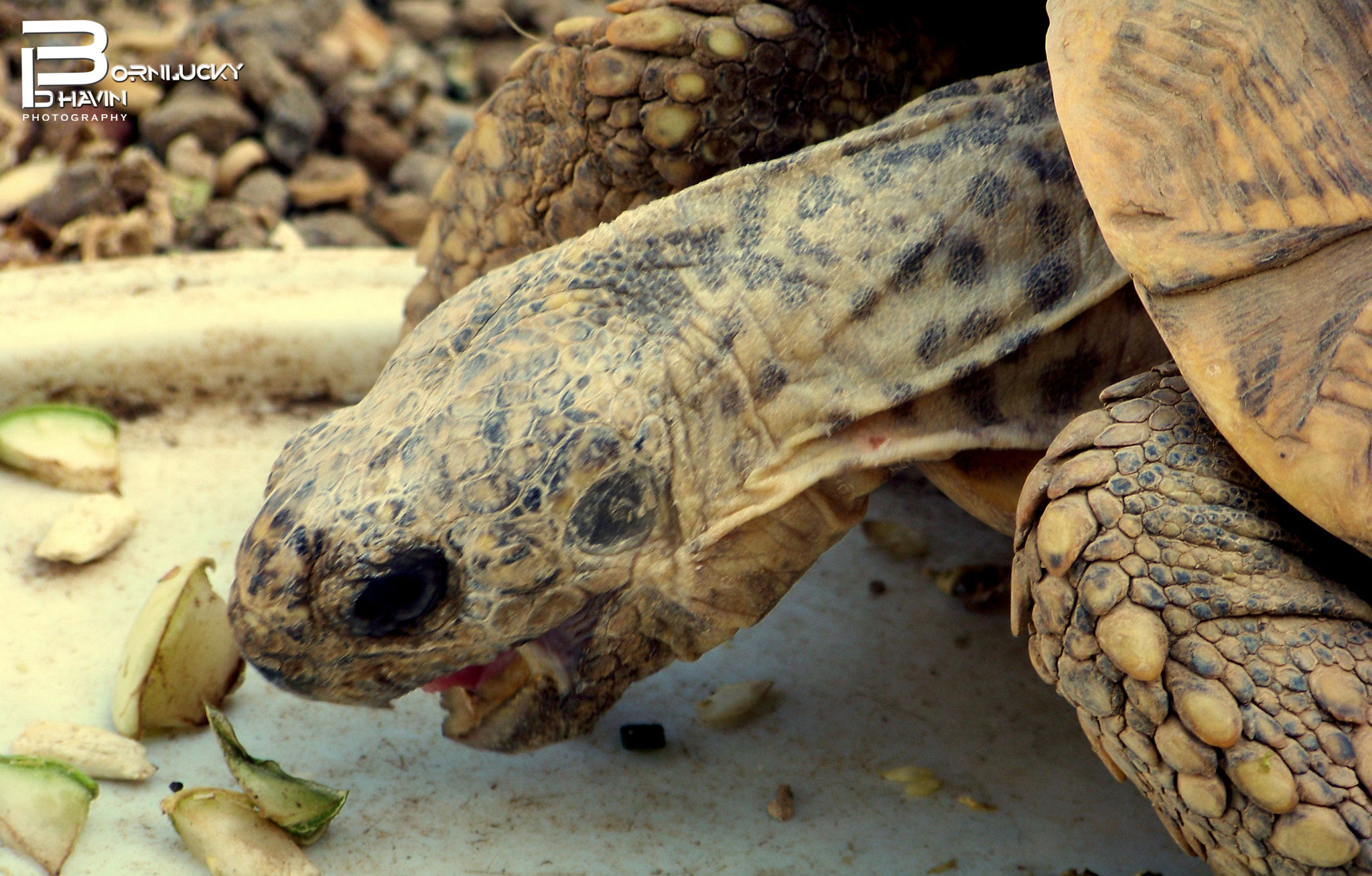 Kodak EASYSHARE Z8612 IS DIGITAL CAMERA sample photo. Time for food #turtle #wildlifephotography #bornluckybhavinphotography photography
