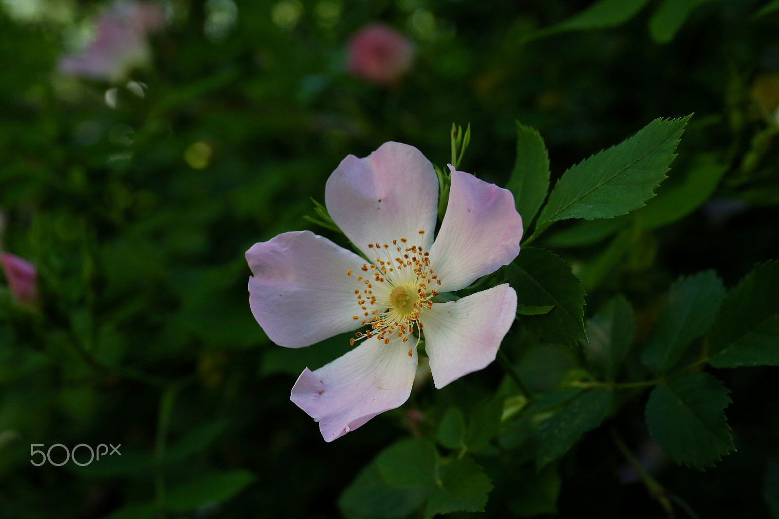Canon EF 24-70mm F4L IS USM sample photo. Весна photography