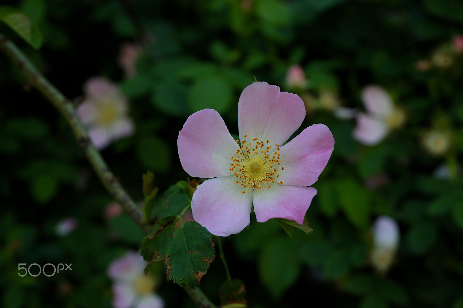 Canon EF 24-70mm F4L IS USM sample photo. Весна photography