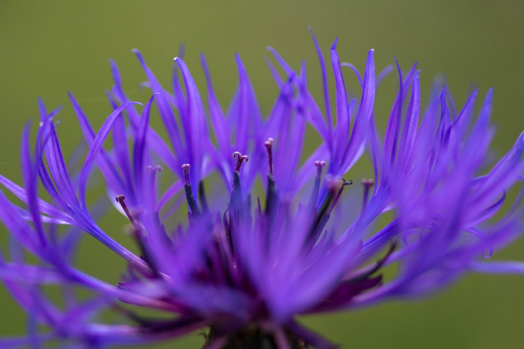 Canon EF 100mm F2.8 Macro USM sample photo. Blue flower photography