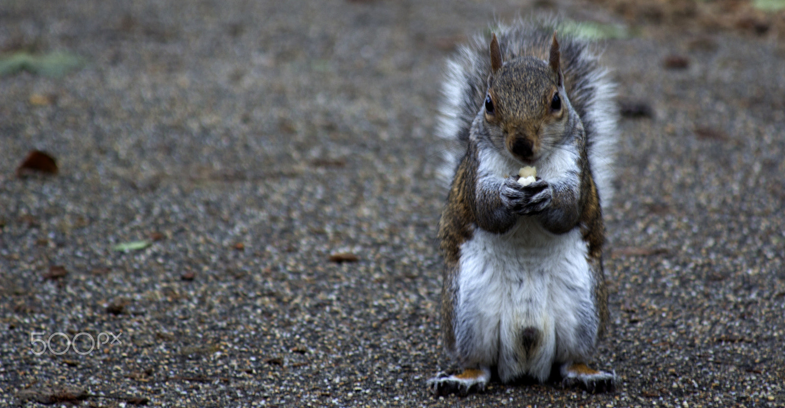Canon EF 80-200mm F4.5-5.6 II sample photo. Nibble photography