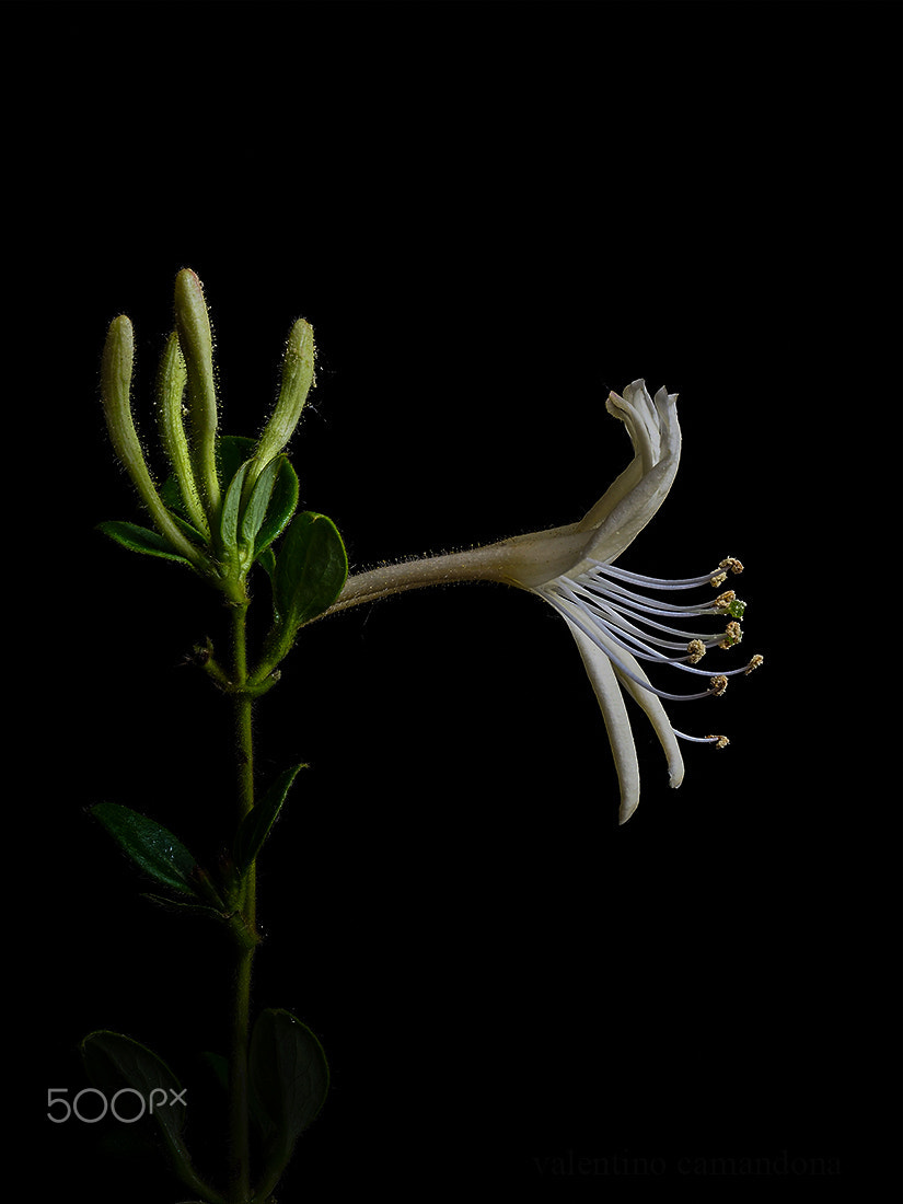 Olympus M.Zuiko Digital ED 60mm F2.8 Macro sample photo. Stamens photography