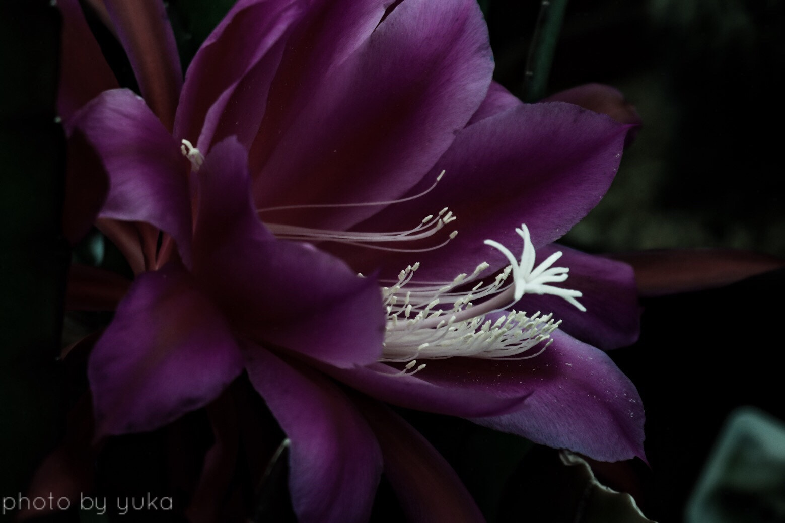 Canon EOS 750D (EOS Rebel T6i / EOS Kiss X8i) sample photo. Epiphyllum hybrid･孔雀サボテンの花 photography