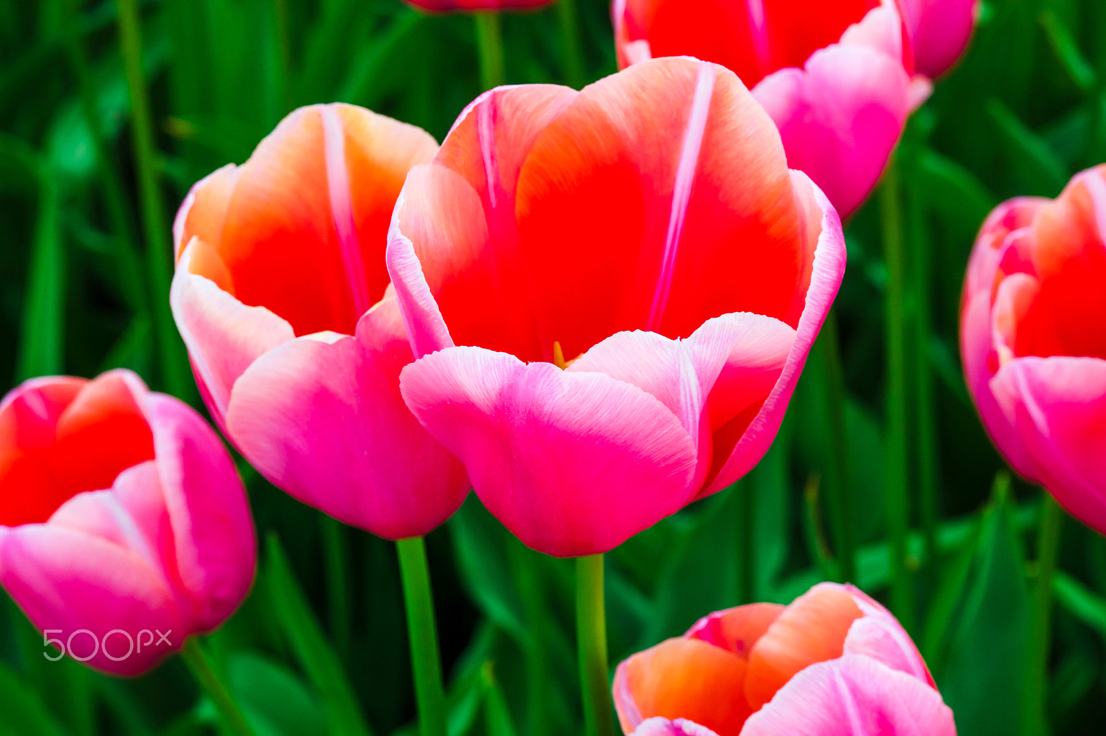 ZEISS Makro-Planar T* 100mm F2 sample photo. Tulip field in keukenhof gardens, lisse, netherlands photography