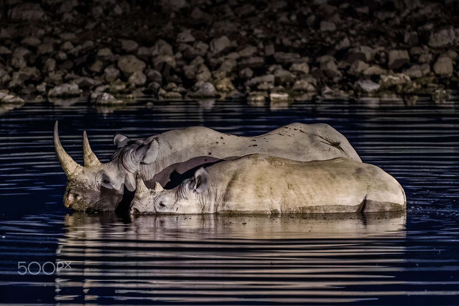 Nikon AF-S Nikkor 200-400mm F4G ED-IF VR sample photo. Nightswimming photography