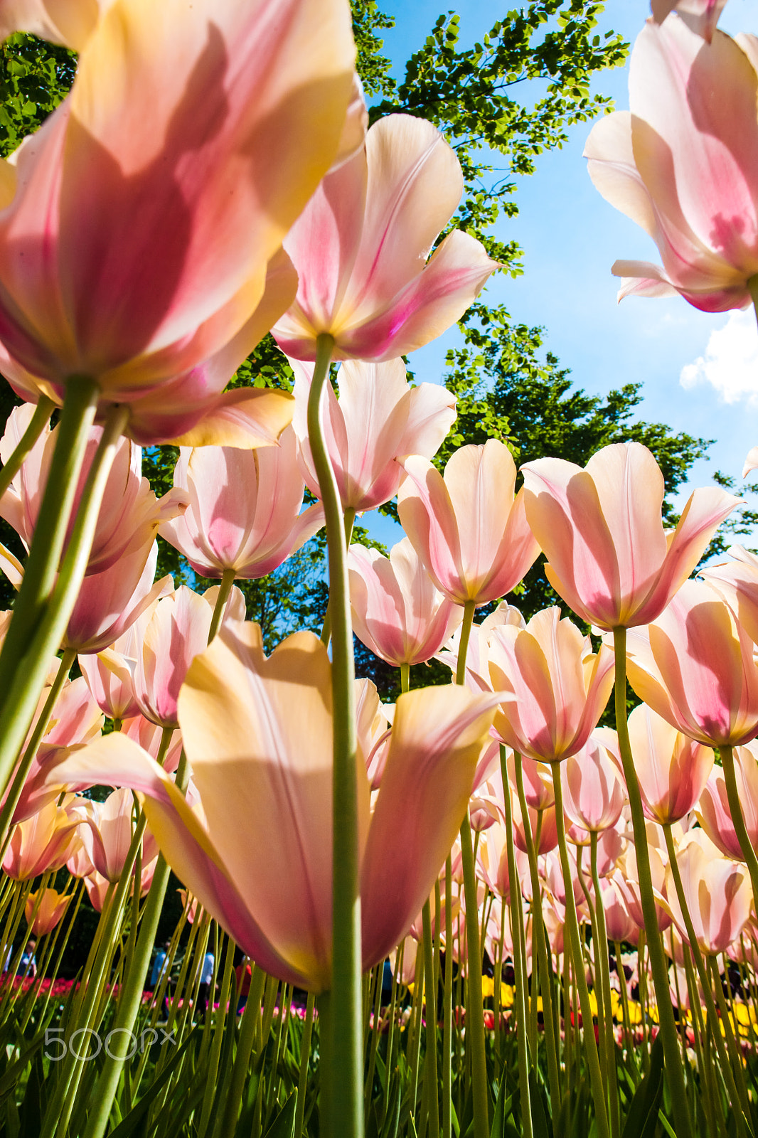 Canon EF 24mm F1.4L II USM sample photo. Tulip field in keukenhof gardens, lisse, netherlands photography