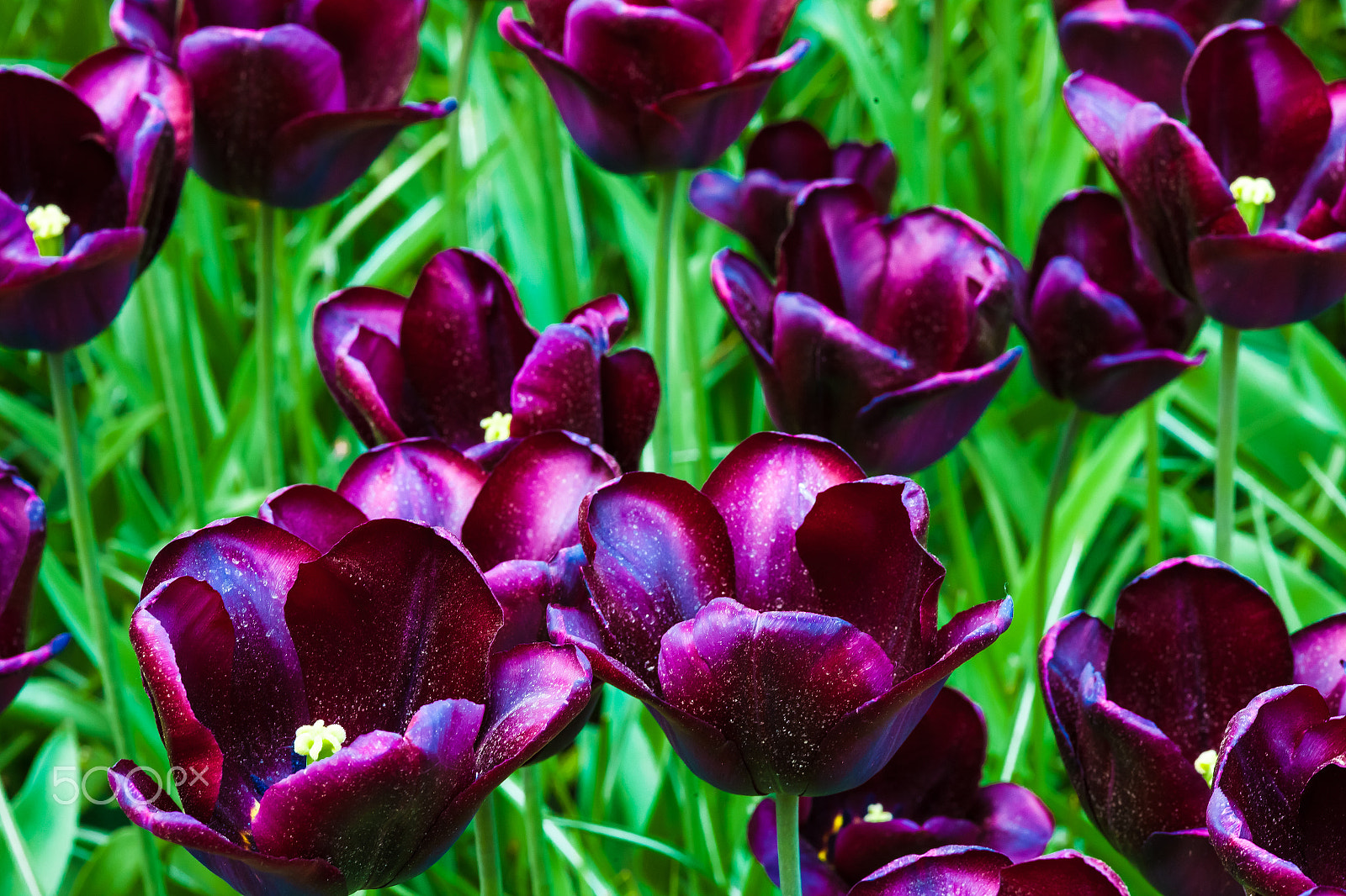 ZEISS Makro-Planar T* 100mm F2 sample photo. Tulip field in keukenhof gardens, lisse, netherlands photography