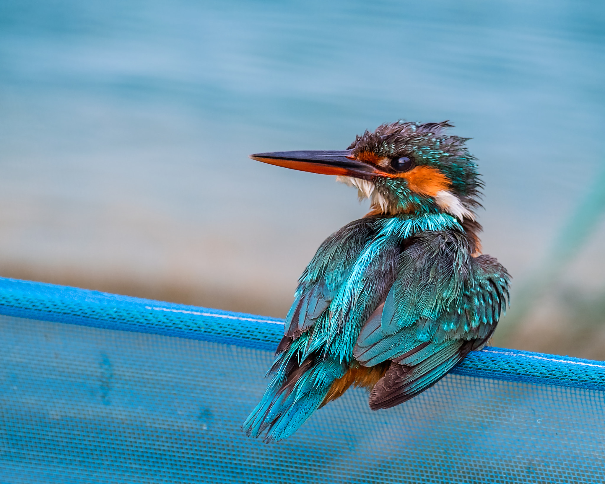 Nikon AF-S Nikkor 800mm F5.6E FL ED VR sample photo. Common kingfisher (male) পত মছরঙগ alcedo atthis photography