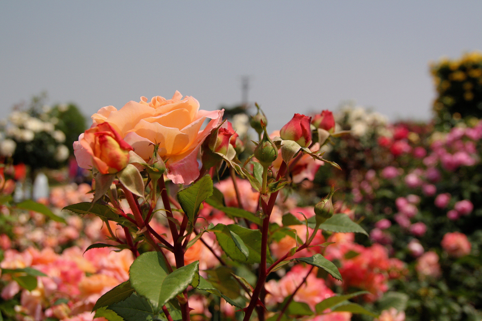 Sigma 18-250mm F3.5-6.3 DC OS HSM sample photo. 곡성 세계장미축제 photography
