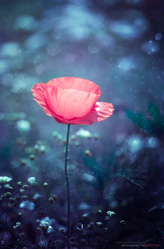 Sigma 150mm F2.8 EX DG OS Macro HSM sample photo. Poppy photography