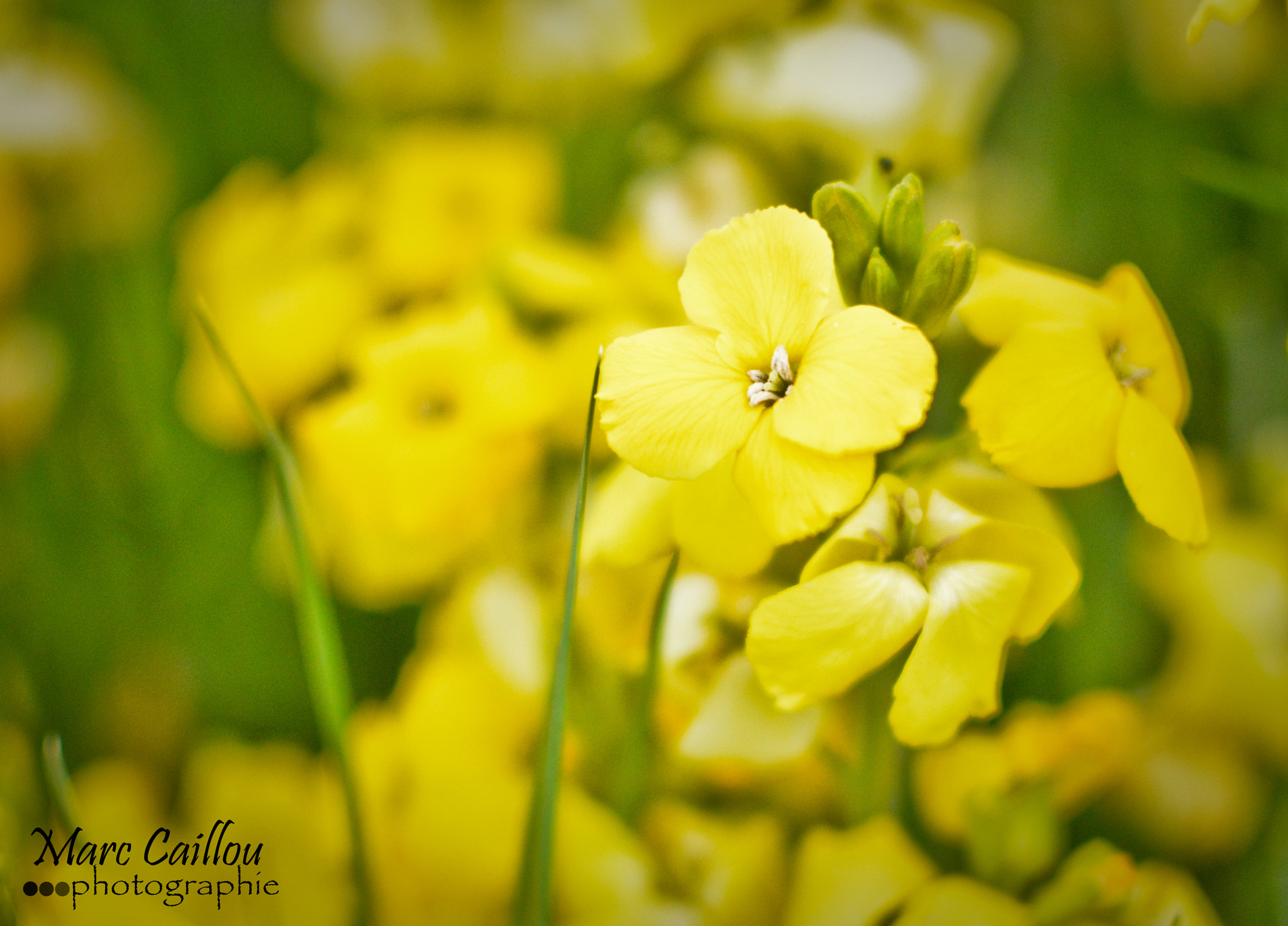 Sigma 18-125mm F3.8-5.6 DC OS HSM sample photo. 20160516-dsc_0065.jpg photography