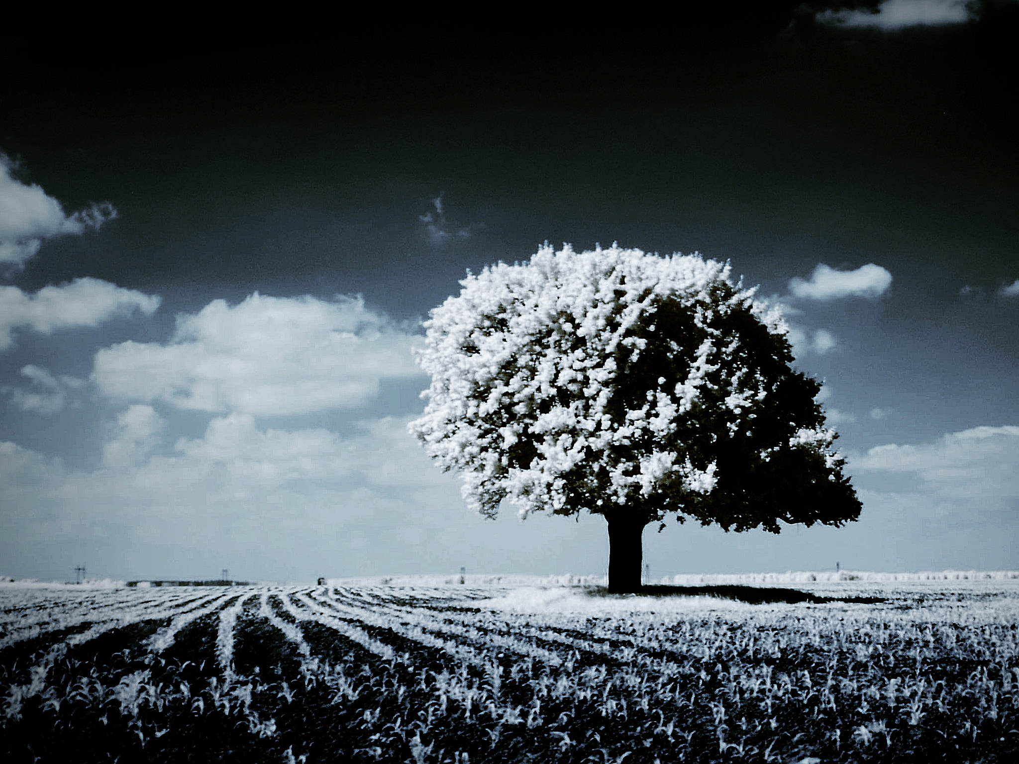 AF Zoom-Nikkor 35-80mm f/4-5.6D N sample photo. Ir photography