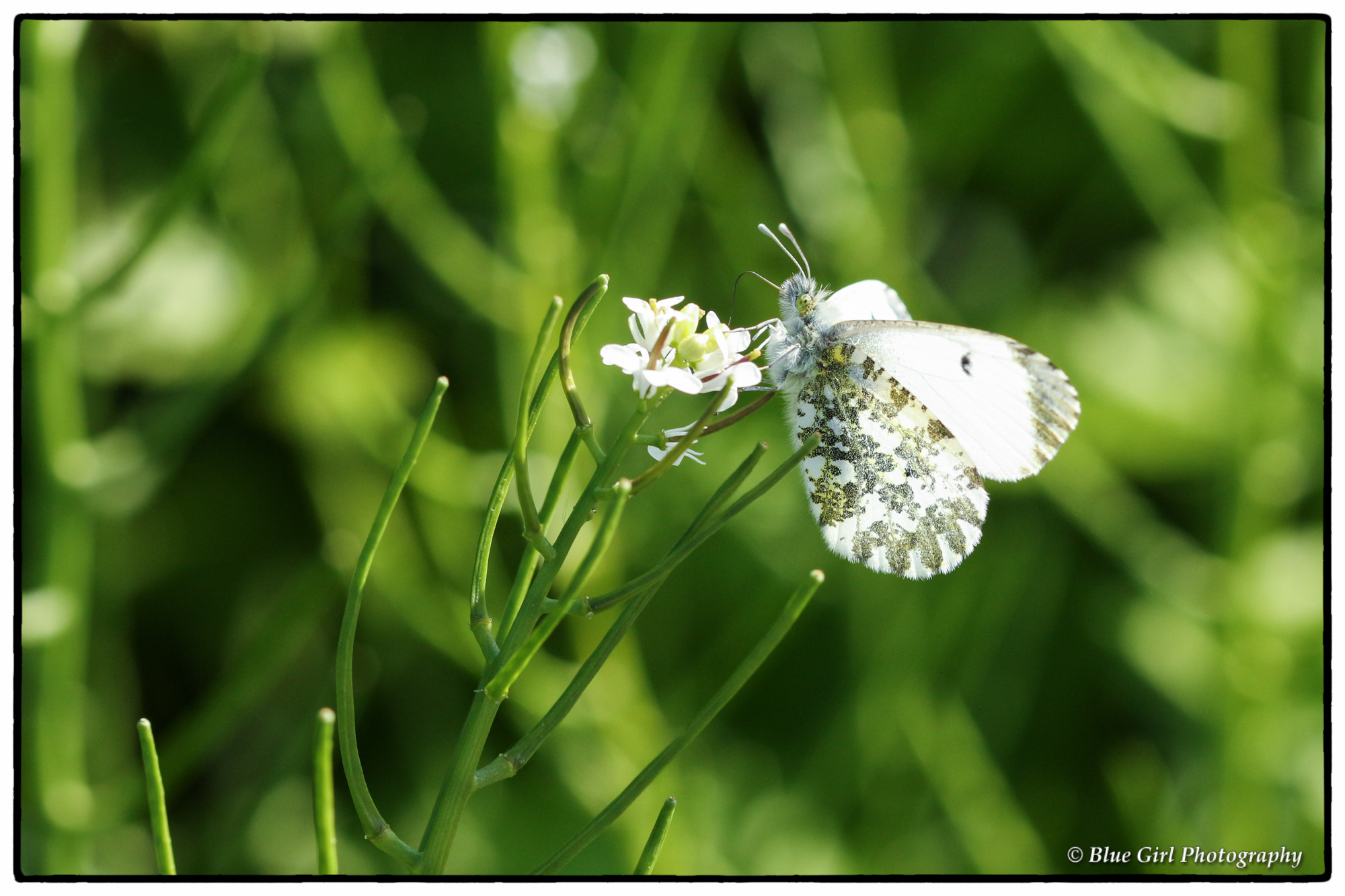 Canon EF 100mm F2.8 Macro USM sample photo. Mrs orange-tip photography