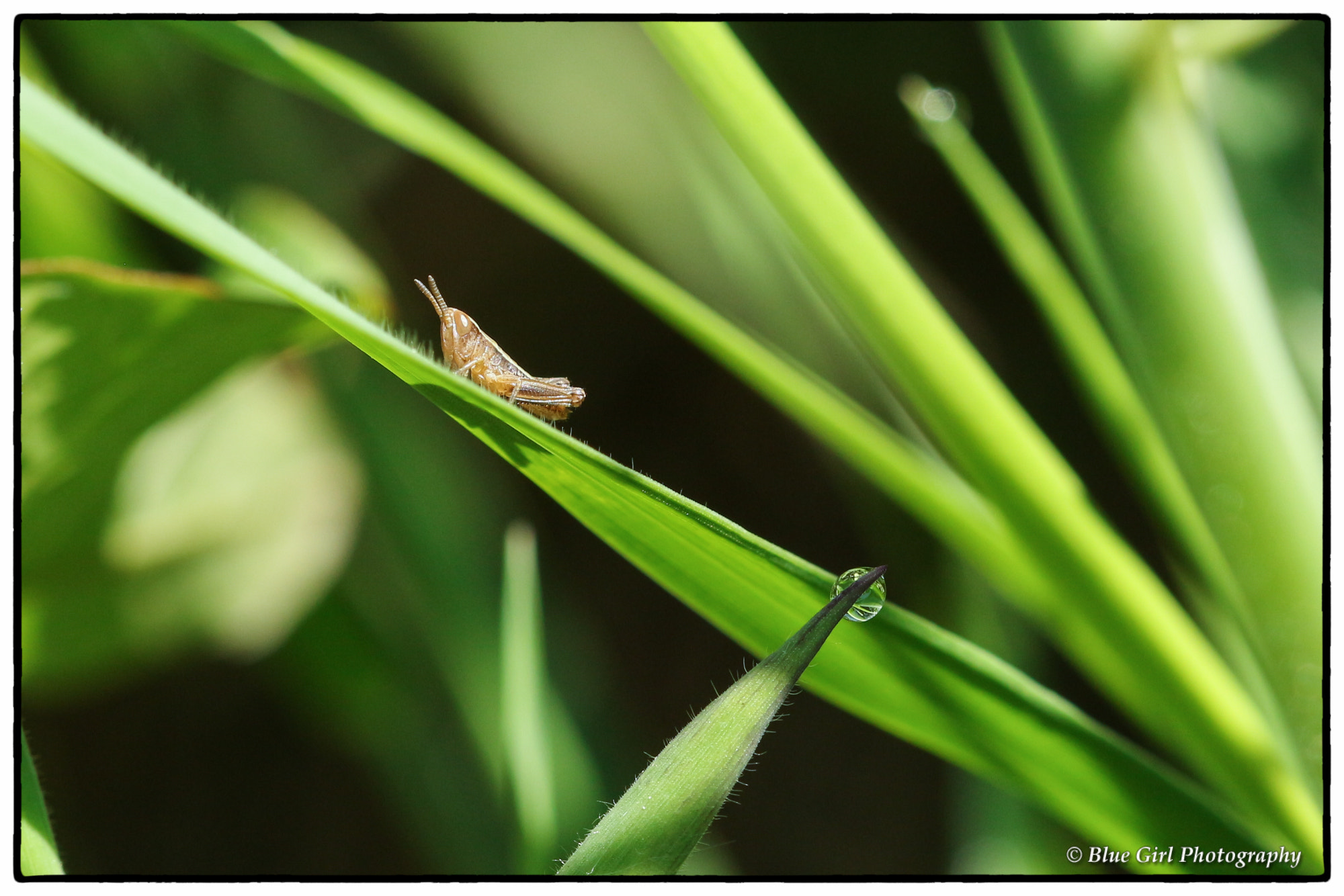 Canon EF 100mm F2.8 Macro USM sample photo. Tiny grasshopper photography