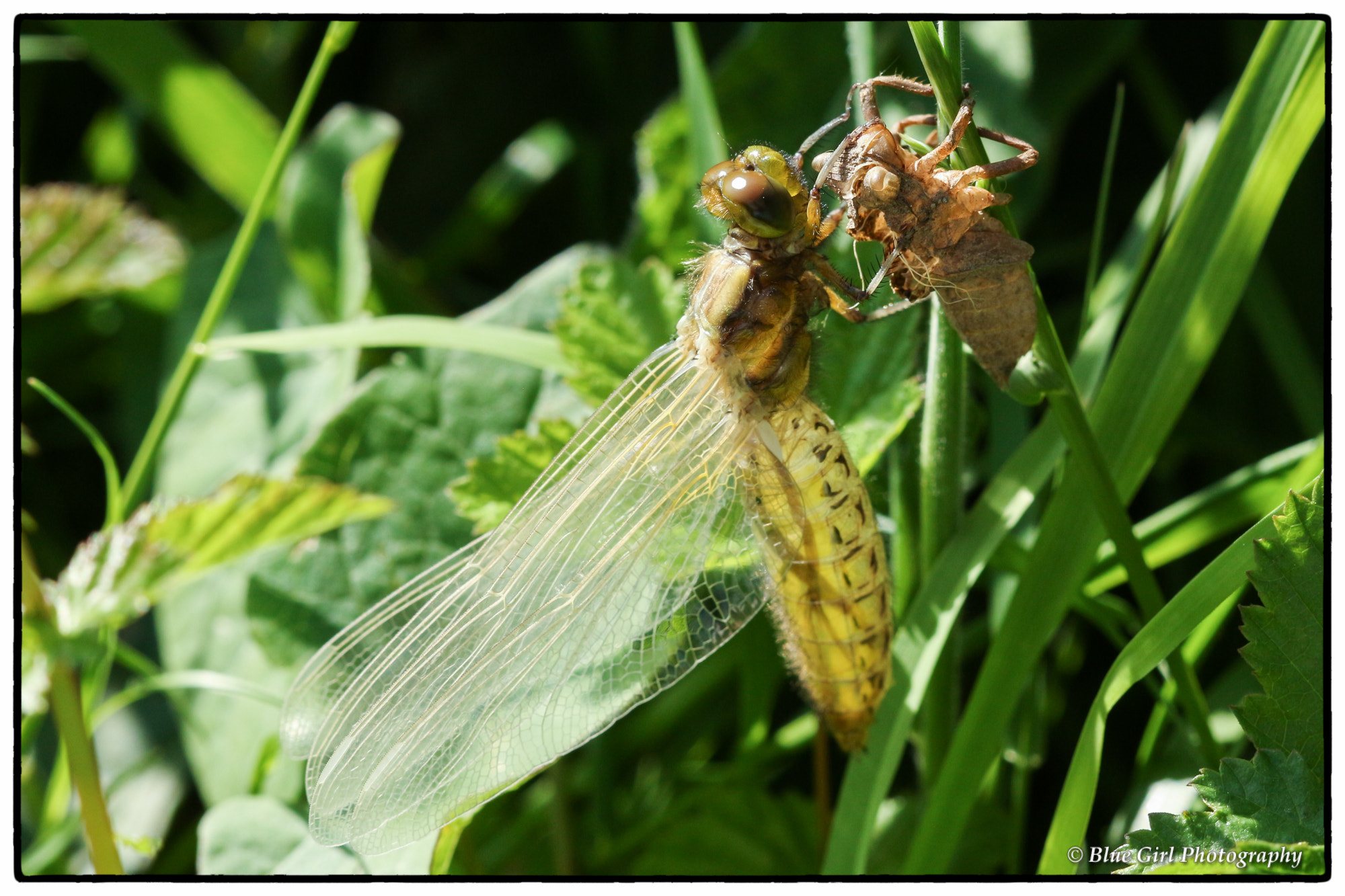 Canon EF 100mm F2.8 Macro USM sample photo. Translucent dragon photography