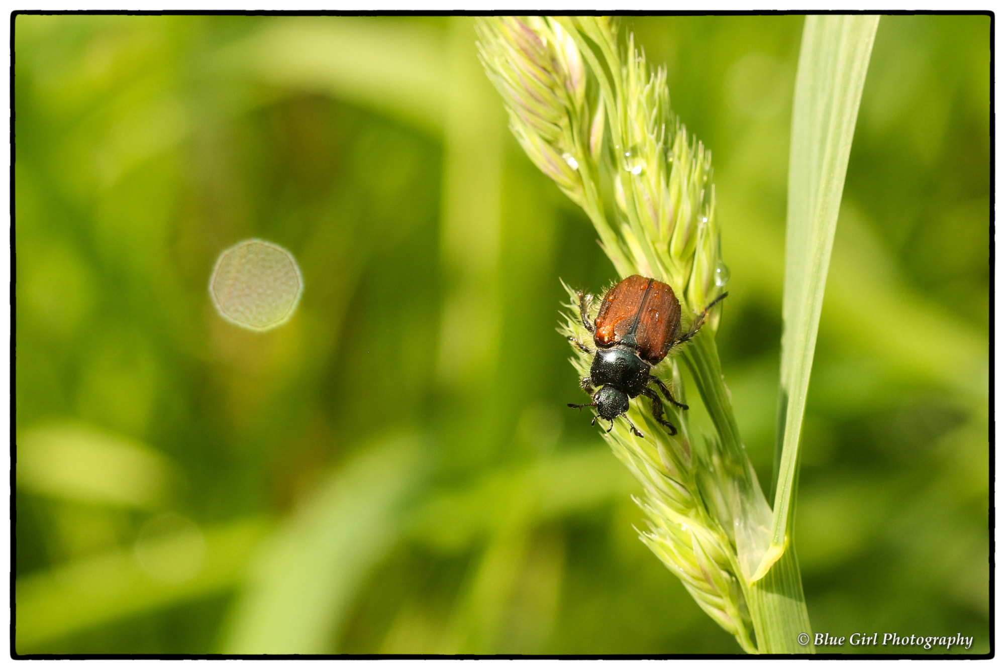 Canon EF 100mm F2.8 Macro USM sample photo. Dizzy chafer photography