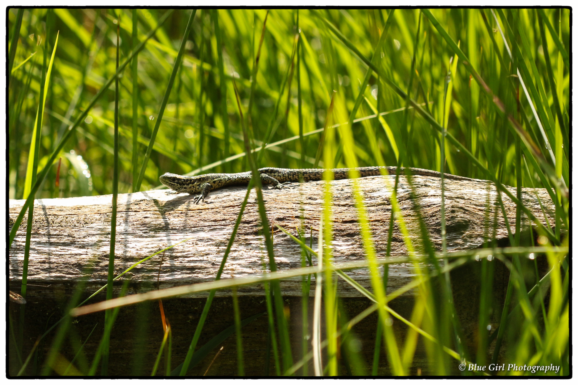 Canon EF 100mm F2.8 Macro USM sample photo. Lounge lizard photography