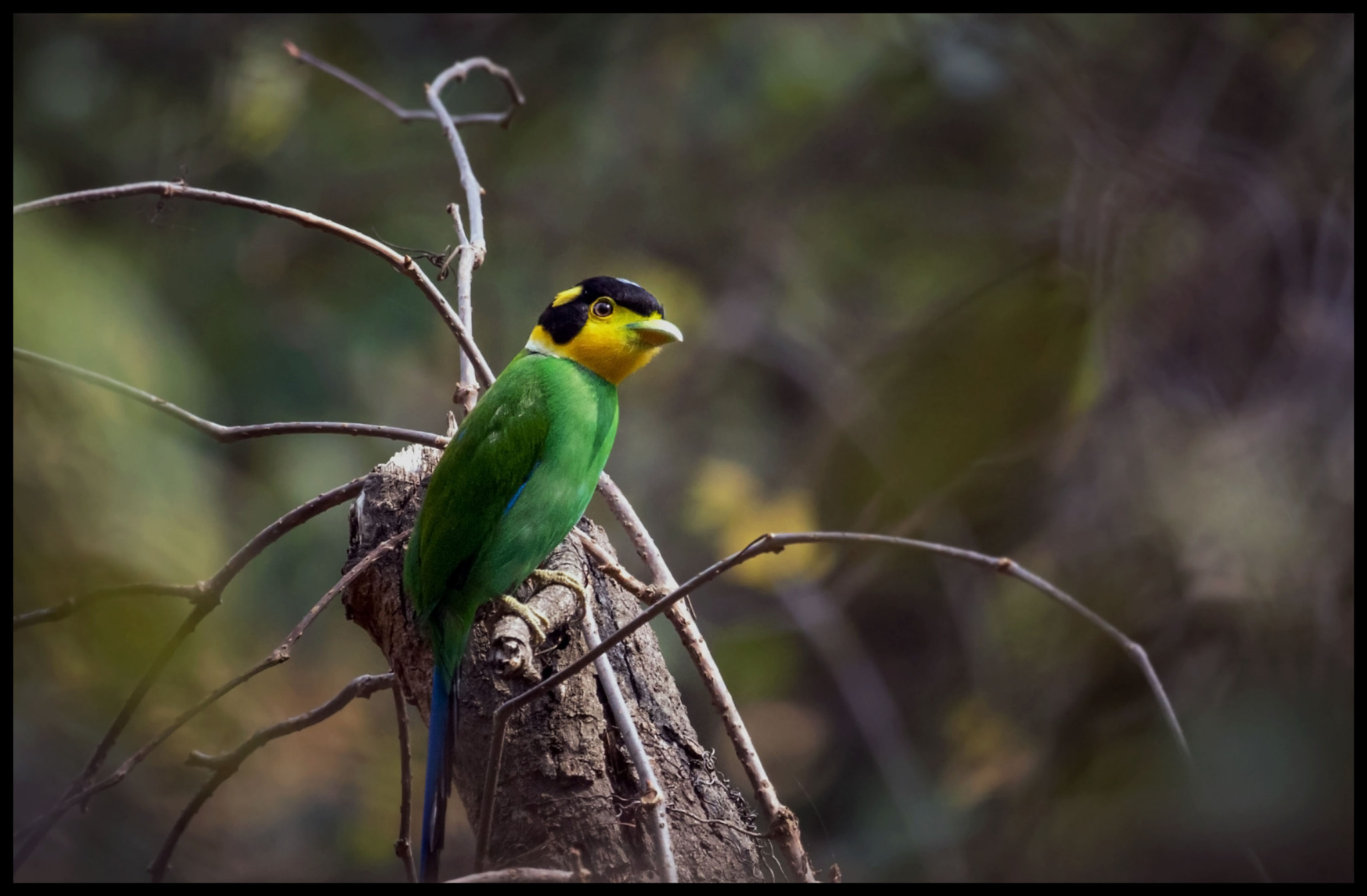 Canon EOS 7D Mark II + Canon EF 100-400mm F4.5-5.6L IS II USM sample photo. Long tailed broadbill  sattal, may 2016 photography