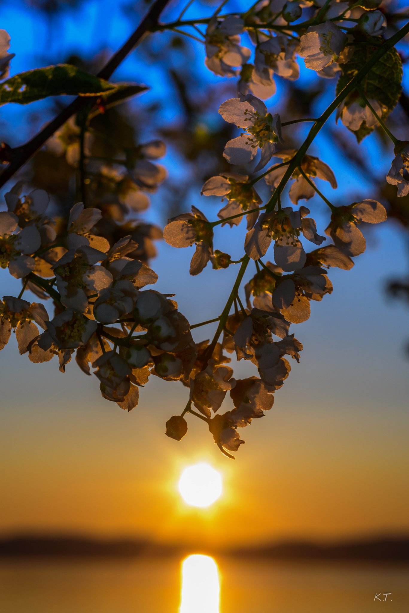 Nikon D610 + Nikon AF Micro-Nikkor 60mm F2.8D sample photo. Bird cherry blossom photography