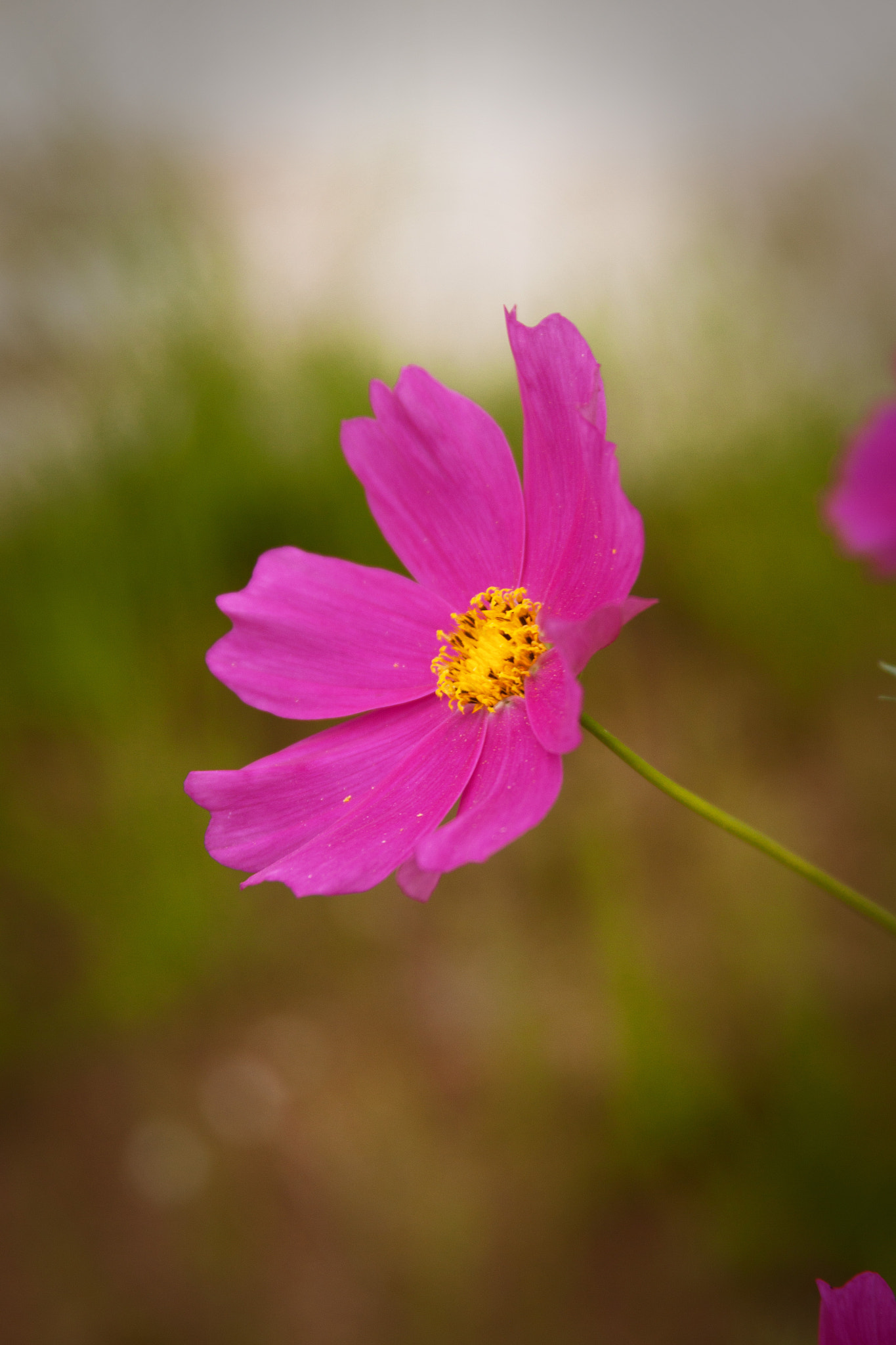 Canon EF 28-135mm F3.5-5.6 IS USM sample photo. Deep purple photography