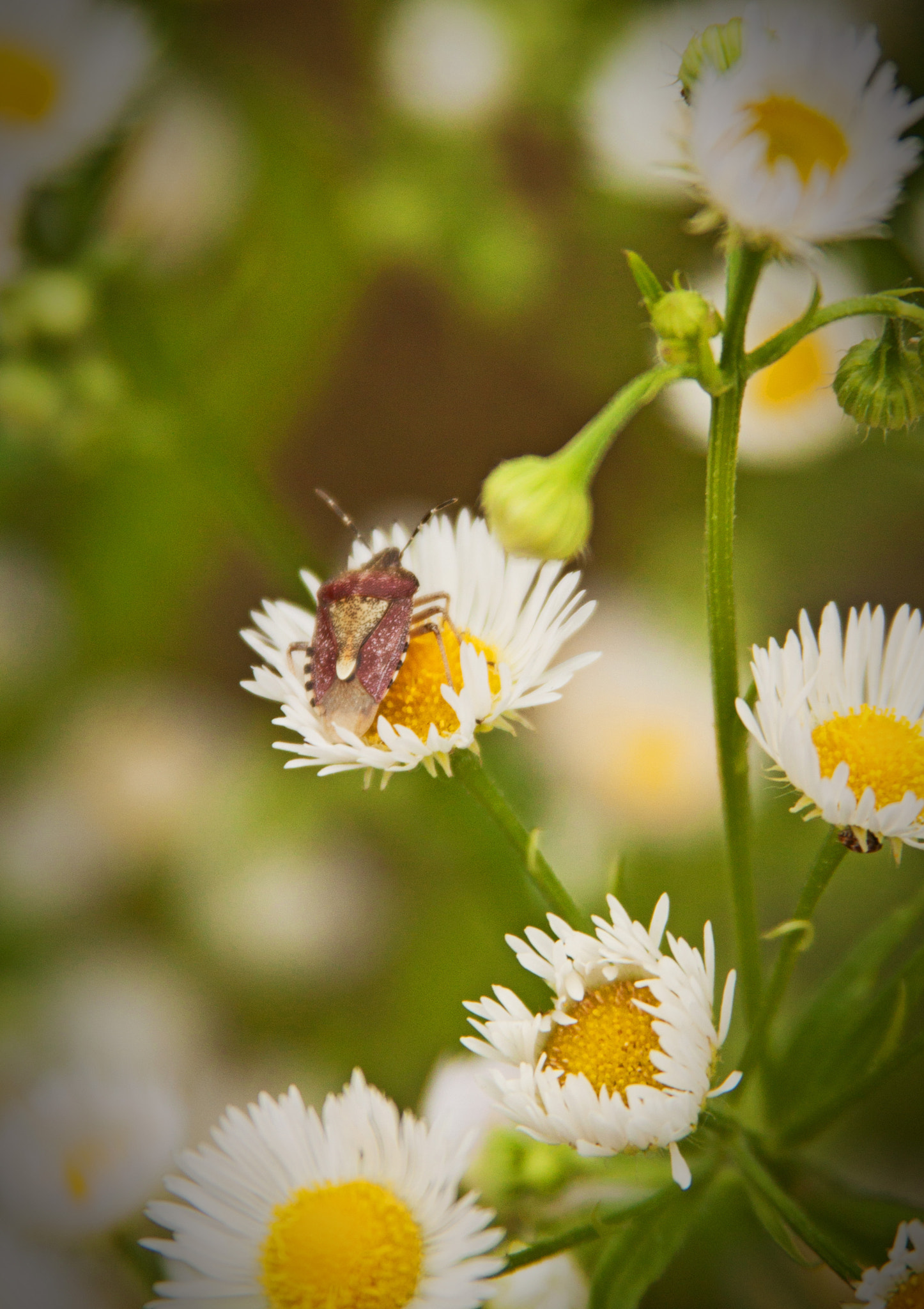Canon EF 28-135mm F3.5-5.6 IS USM sample photo. Bug 2 photography