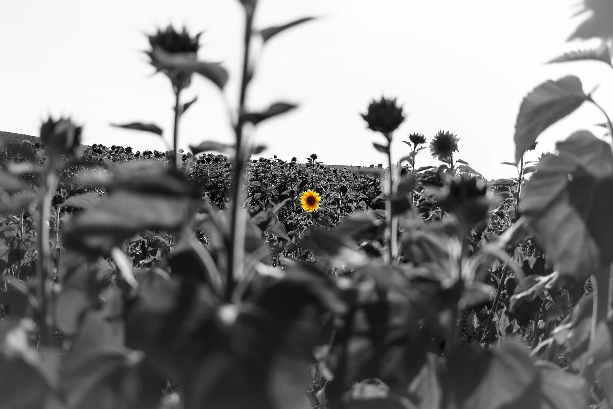 Canon EOS 450D (EOS Rebel XSi / EOS Kiss X2) sample photo. Sol entre girasoles photography