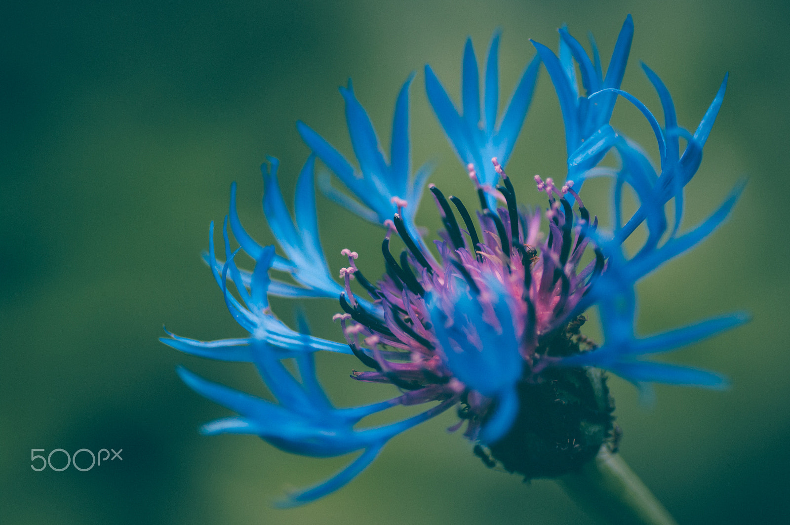 Pentax K20D + Pentax smc D-FA 100mm F2.8 macro sample photo. Blue ;) photography