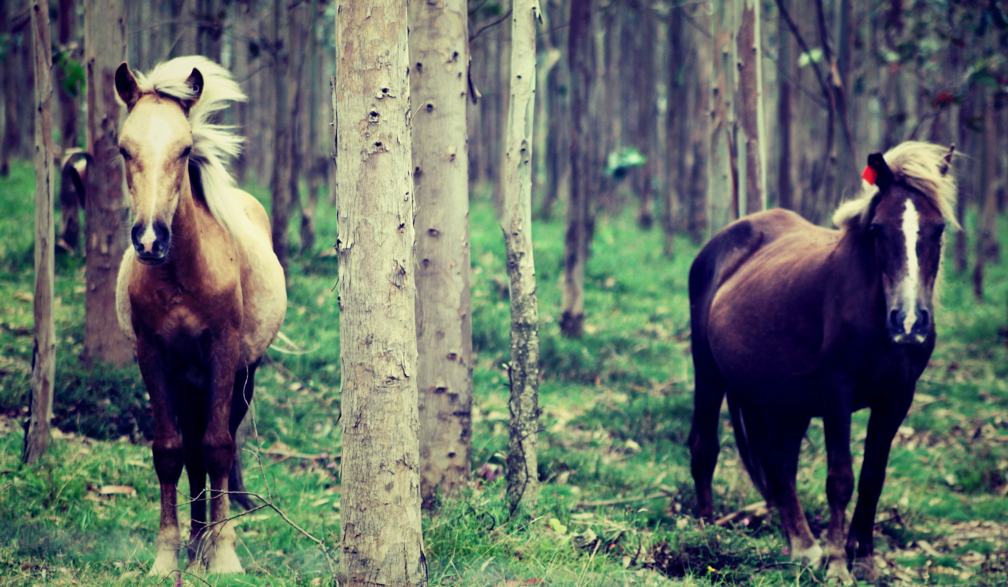 Canon EF 75-300mm f/4-5.6 USM sample photo. Horses photography