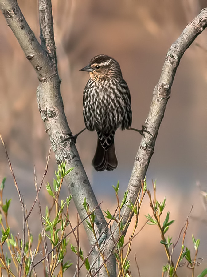 Canon EOS 40D + Canon EF 400mm F5.6L USM sample photo. Red-winged blackbird photography