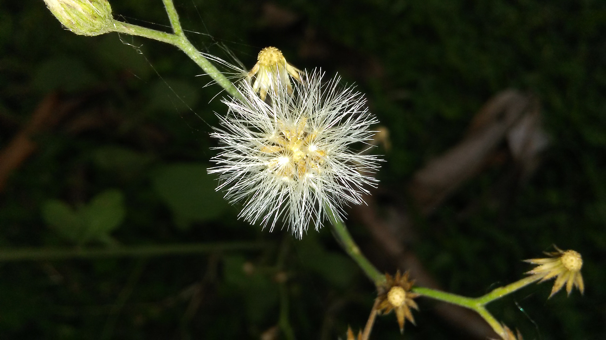 LG M1 sample photo. Flower  photography