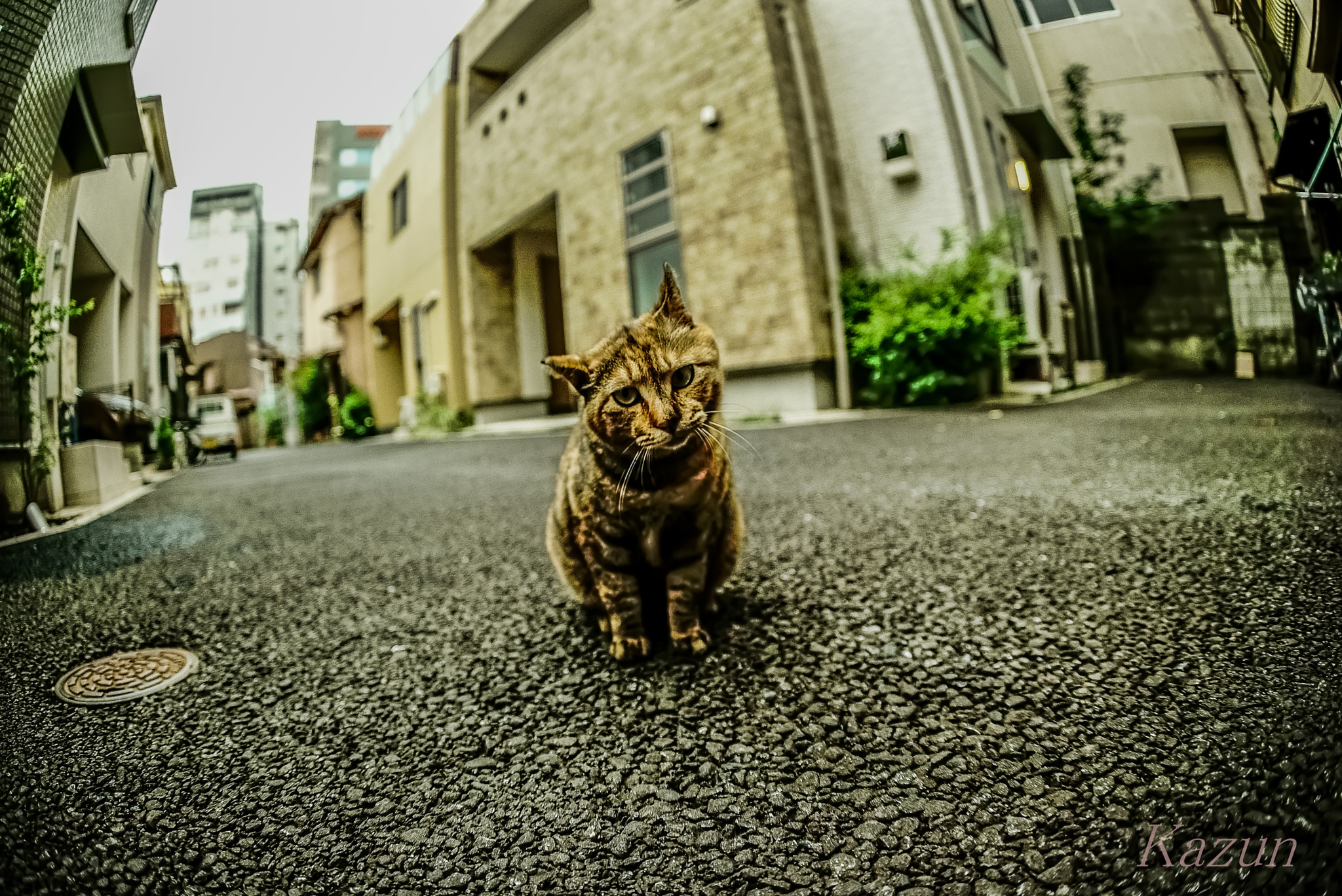 Sony a7S II + Sony 16mm F2.8 Fisheye sample photo. Give me a food? photography