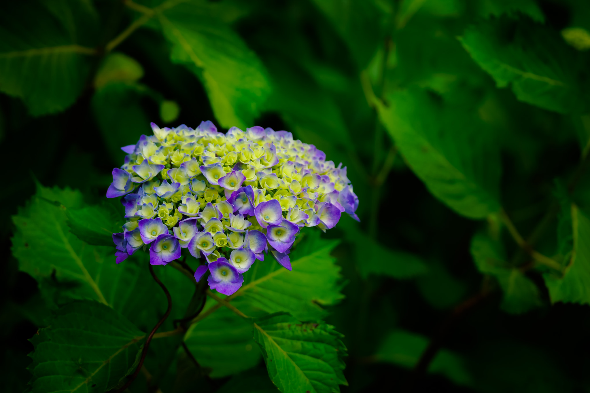 Sony 70-300mm F4.5-5.6 G SSM sample photo. Hydrangea, あじさい photography